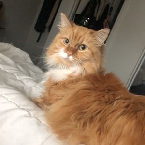 Meet your Posher, Sheyenne